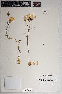 Calochortus kennedyi image