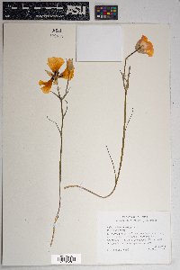 Calochortus kennedyi image