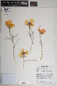 Calochortus kennedyi image