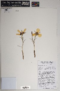 Calochortus kennedyi image