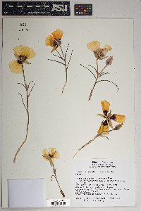 Calochortus kennedyi image