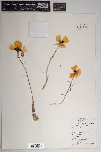 Calochortus kennedyi image