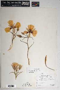 Calochortus kennedyi image