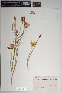 Calochortus ambiguus image