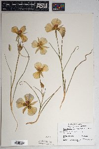 Calochortus ambiguus image