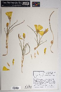 Calochortus aureus image