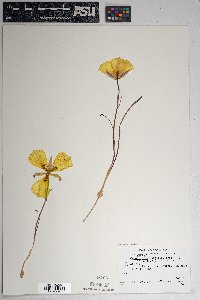 Calochortus aureus image