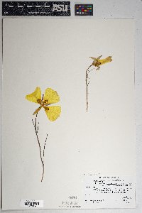 Calochortus aureus image