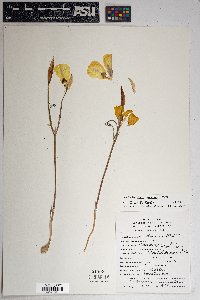 Calochortus aureus image