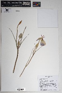 Calochortus flexuosus image