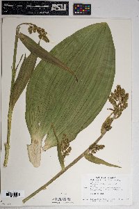 Veratrum californicum image