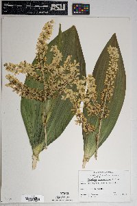 Veratrum californicum image