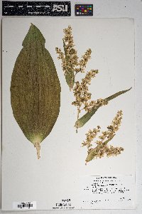 Veratrum californicum image