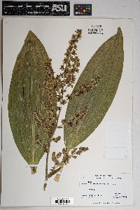 Veratrum californicum image