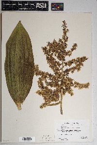 Veratrum californicum image