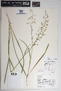 Zigadenus virescens image