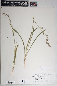 Zigadenus virescens image