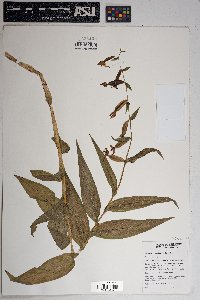 Epipactis gigantea image