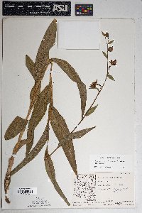 Epipactis gigantea image