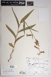 Epipactis gigantea image