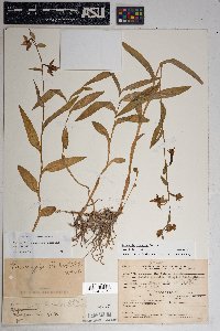 Epipactis gigantea image