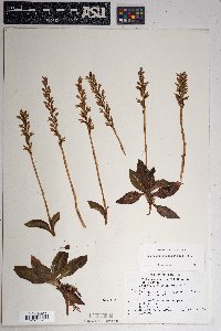 Goodyera oblongifolia image