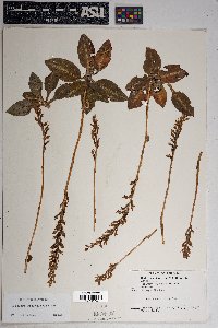 Goodyera oblongifolia image