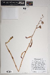 Hexalectris colemanii image