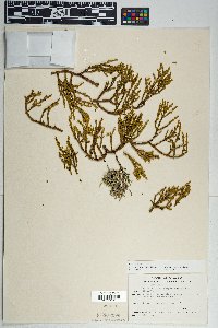 Phoradendron juniperinum image