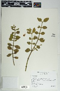 Phoradendron leucarpum subsp. tomentosum image