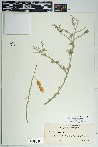 Phoradendron californicum image