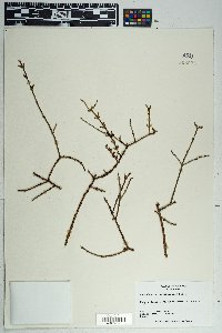 Phoradendron californicum image