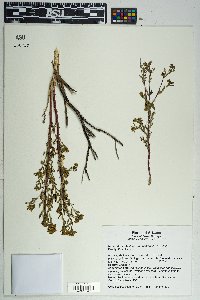 Sapindus saponaria image