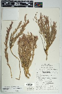 Comandra umbellata subsp. californica image