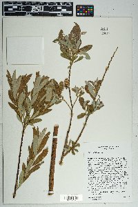 Salix lasiolepis image