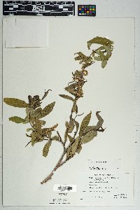 Salix laevigata image