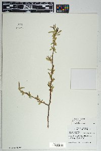 Salix laevigata image