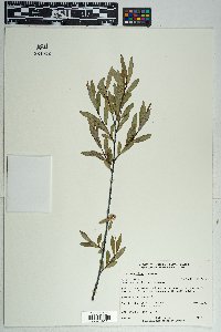 Salix geyeriana image