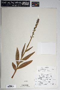 Platanthera hyperborea image