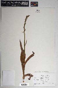 Platanthera hyperborea image