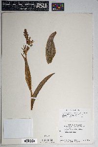 Platanthera sparsiflora image