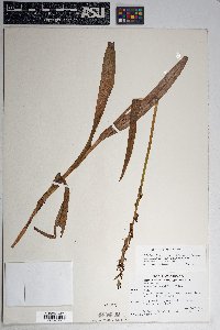 Platanthera sparsiflora image