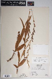 Platanthera sparsiflora image