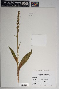 Platanthera sparsiflora image