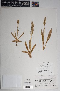 Spiranthes romanzoffiana image