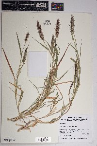 Pennisetum ciliare image