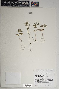 Dysphania graveolens image