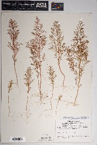 Dysphania graveolens image