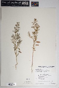 Dysphania graveolens image