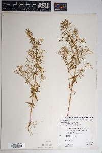 Dysphania graveolens image